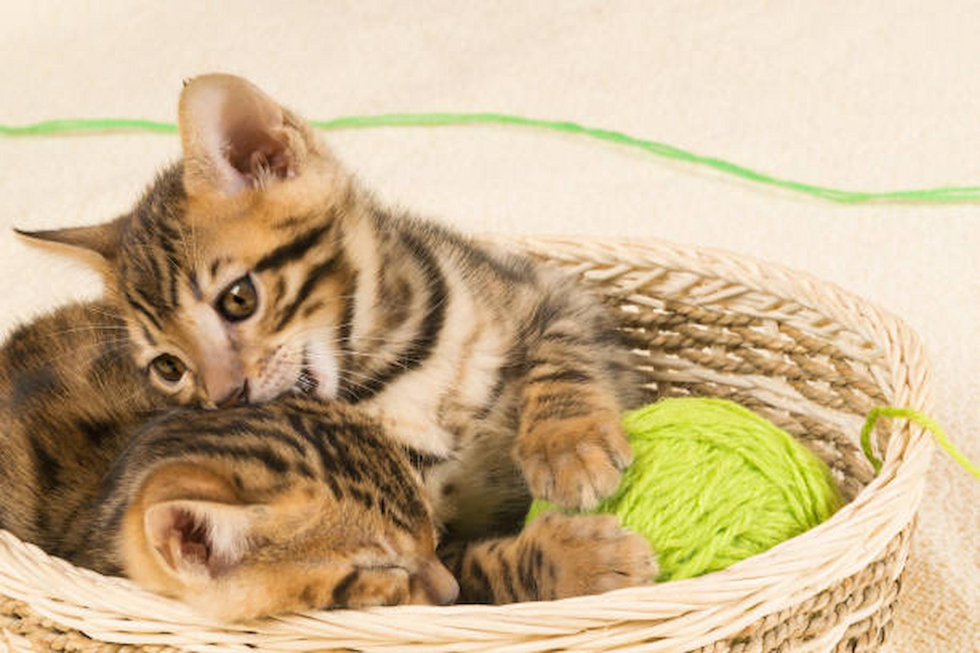 Bengal kittens