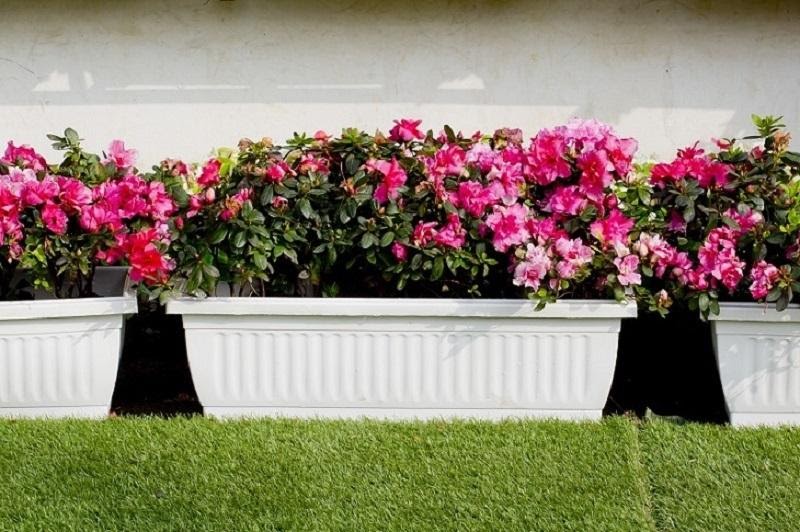 Planter Boxes